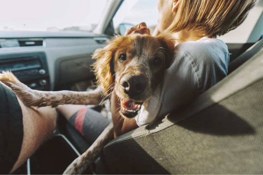 pet hair handheld vacuum